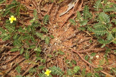 Tribulus terrestris image