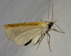 Sabulodes edwardsata