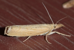 Pediasia dorsipunctellus