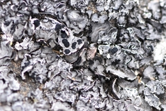 Umbilicaria virginis