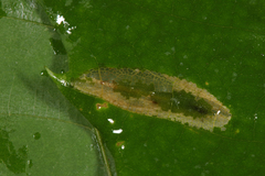 Phyllonorycter kearfottella