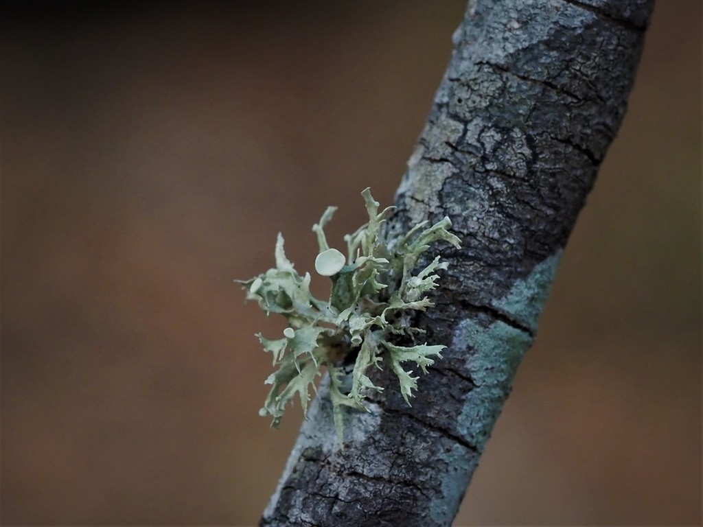 Culberson's ribbon lichen