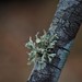 Ramalina culbersoniorum - Photo (c) Vitaly Charny, some rights reserved (CC BY-NC), uploaded by Vitaly Charny