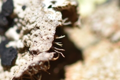 Umbilicaria virginis