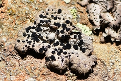 Umbilicaria virginis