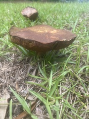Boletaceae