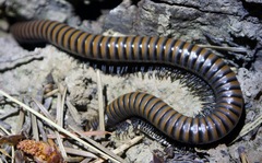 Paeromopodidae