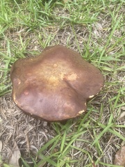 Boletaceae
