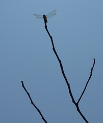 Urothemis signata