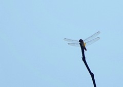 Urothemis signata