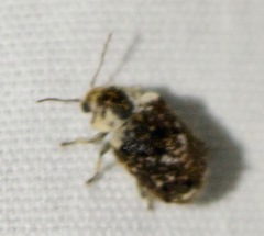 Trichodesma cristata