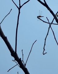 Urothemis signata