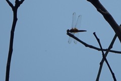 Urothemis signata