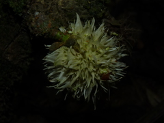 Carpotroche longifolia