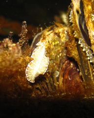 Prostheceraeus crozieri