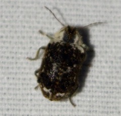 Trichodesma cristata