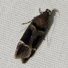 Pseudochelaria