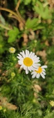 Tripleurospermum inodorum