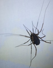 Protolophidae