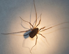 Protolophidae