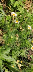 Tripleurospermum inodorum
