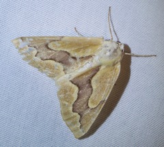 Sabulodes edwardsata