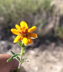Zinnia juniperifolia