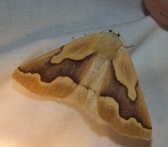 Sabulodes edwardsata