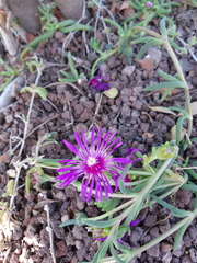 Carpobrotus acinaciformis
