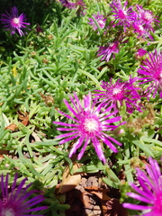 Carpobrotus acinaciformis