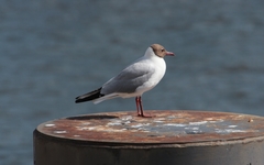 Chroicocephalus ridibundus