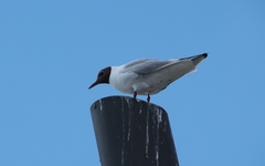 Chroicocephalus ridibundus