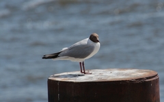 Chroicocephalus ridibundus