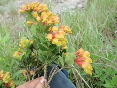 Anthopteropsis insignis