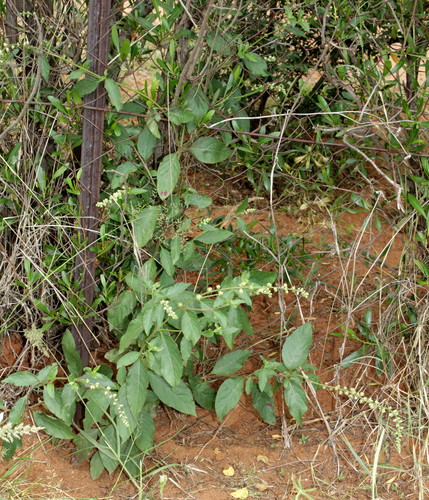 Pupalia lappacea var. lappacea image