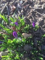 Crocus vernus