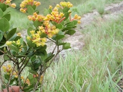 Anthopteropsis insignis