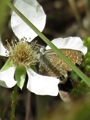 Brephidium pseudofea