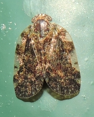 Aprivesa exuta