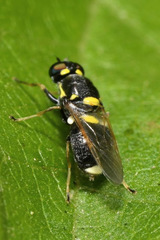 Oxycera leonina