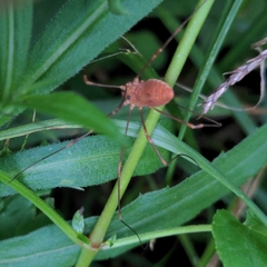 Leiobunum ventricosum