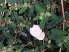 Fungi
