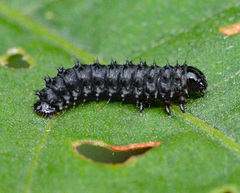 Gastrophysa cyanea