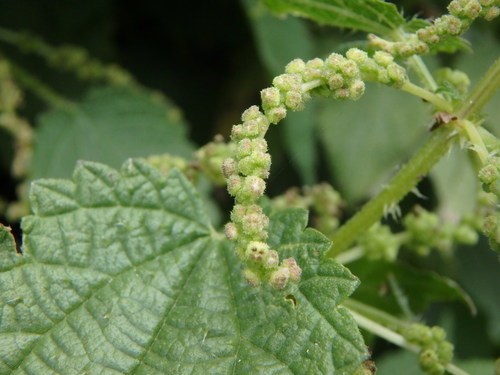 Image of Urtica morifolia by (c) Daniel Cahen, some rights reserved (CC BY)