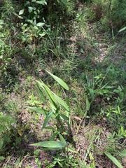 Dichanthelium polyanthes