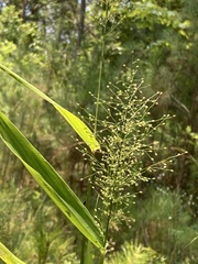 Dichanthelium polyanthes