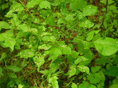 Fraxinus quadrangulata