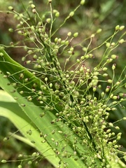 Dichanthelium polyanthes