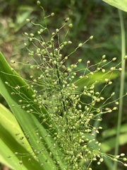 Dichanthelium polyanthes