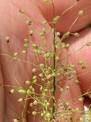 Dichanthelium polyanthes